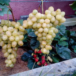 саженцы винограда