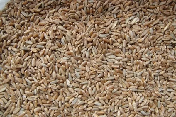 Закупаем зерно фражное (ячмень,  пшеницу)